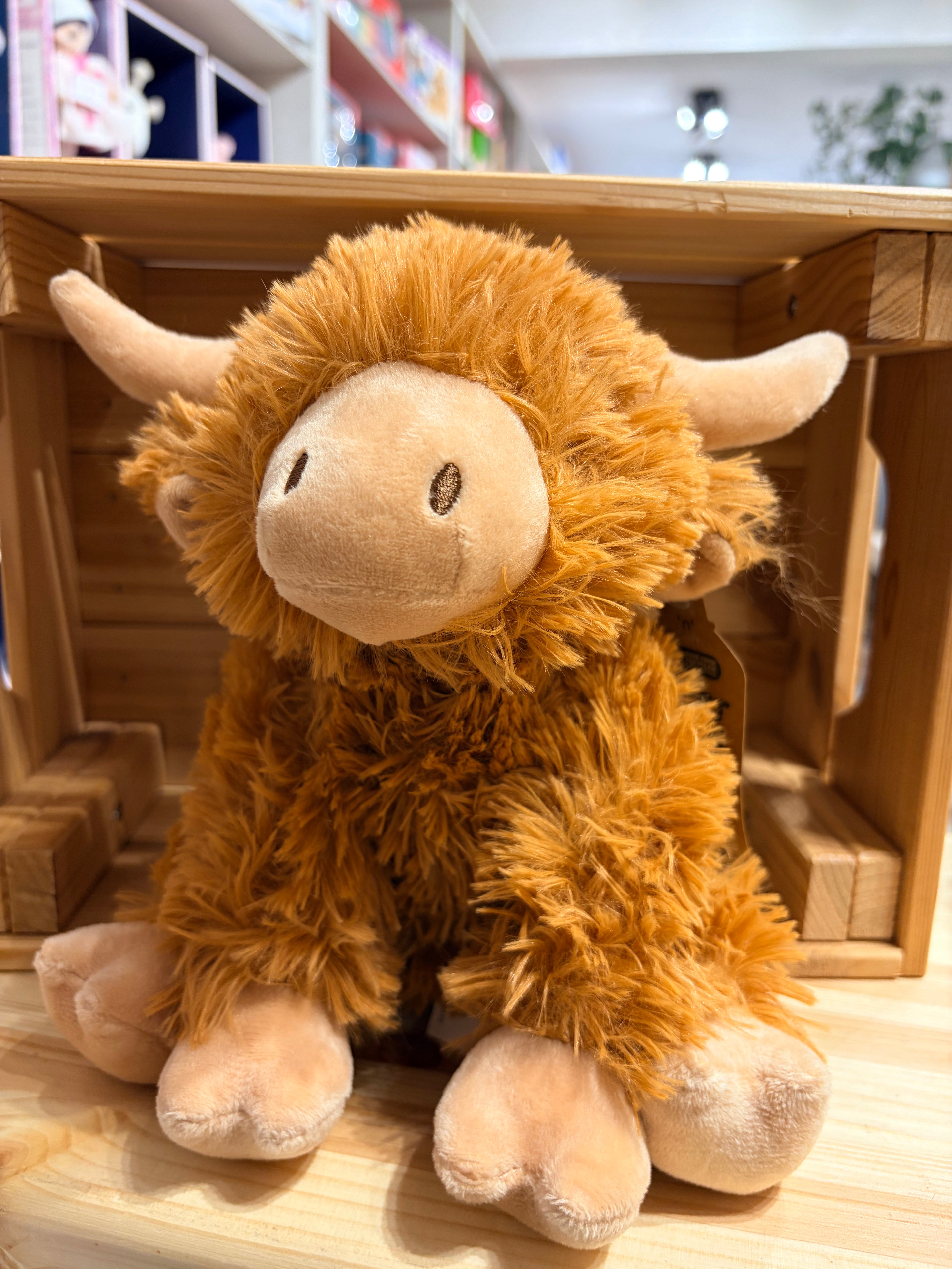 Highland Cow